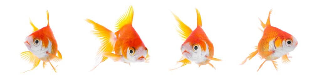 Beautiful bright small goldfish on white background, collage. Banner design