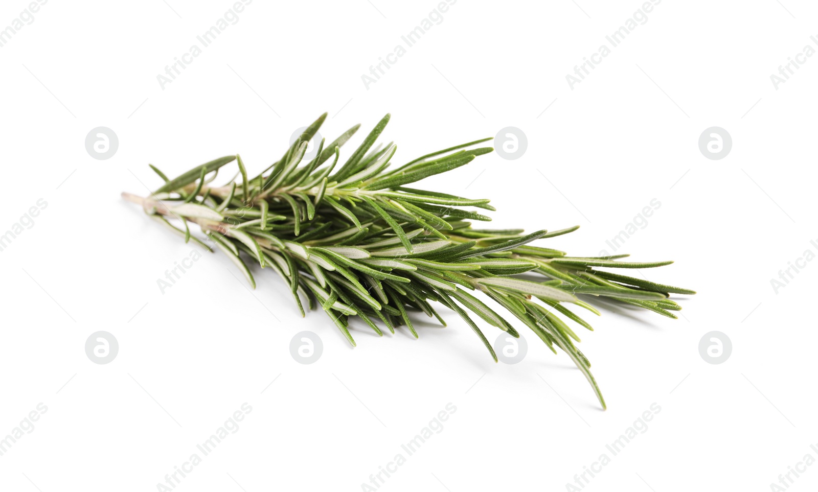 Photo of Sprigs of fresh rosemary isolated on white