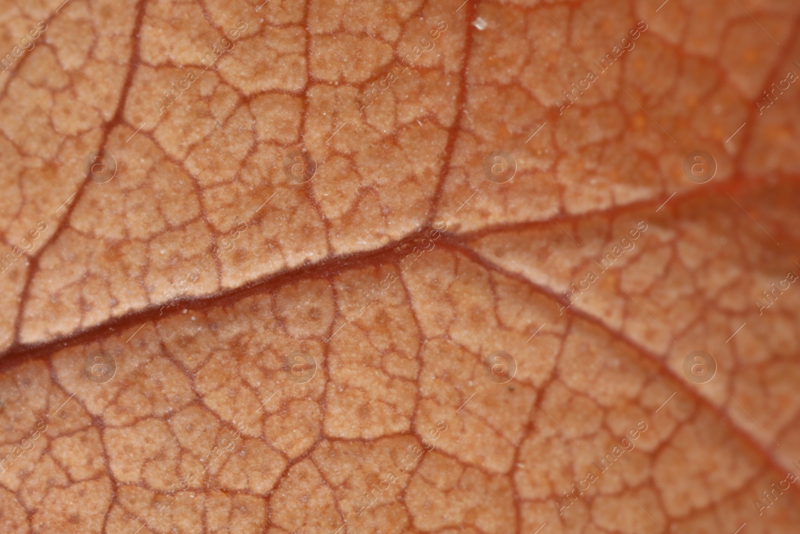 Photo of Texture of beautiful plant as background, macro view