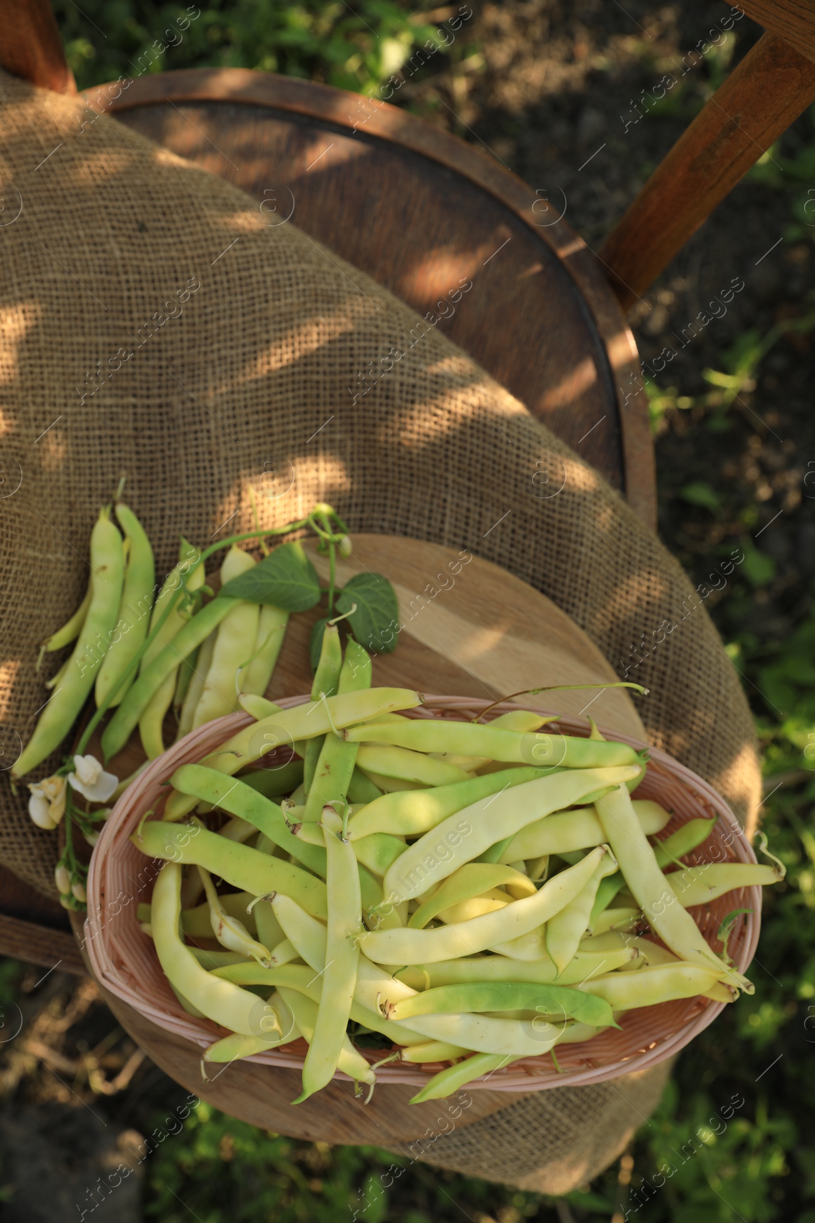 Photo of Wicker basket with fresh green beans on wooden chair in garden