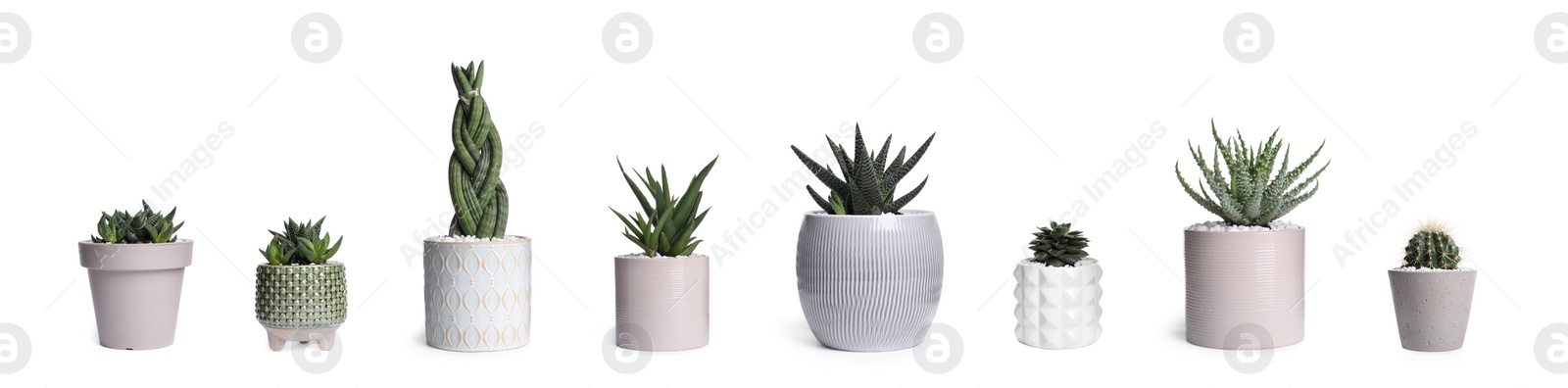 Image of Set with different beautiful houseplants on white background. Banner design