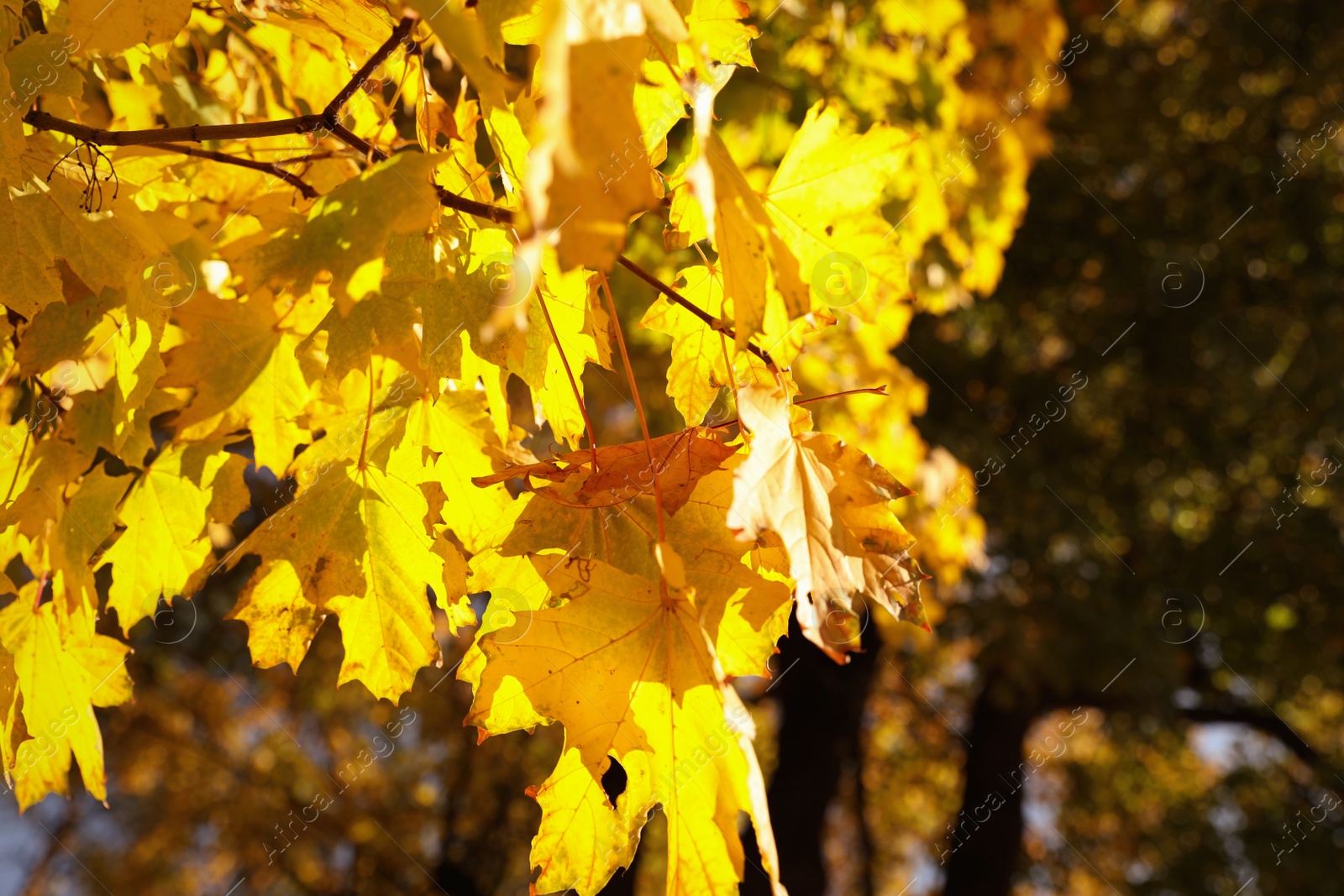 Photo of Tree branch with golden leaves in park. Autumn season