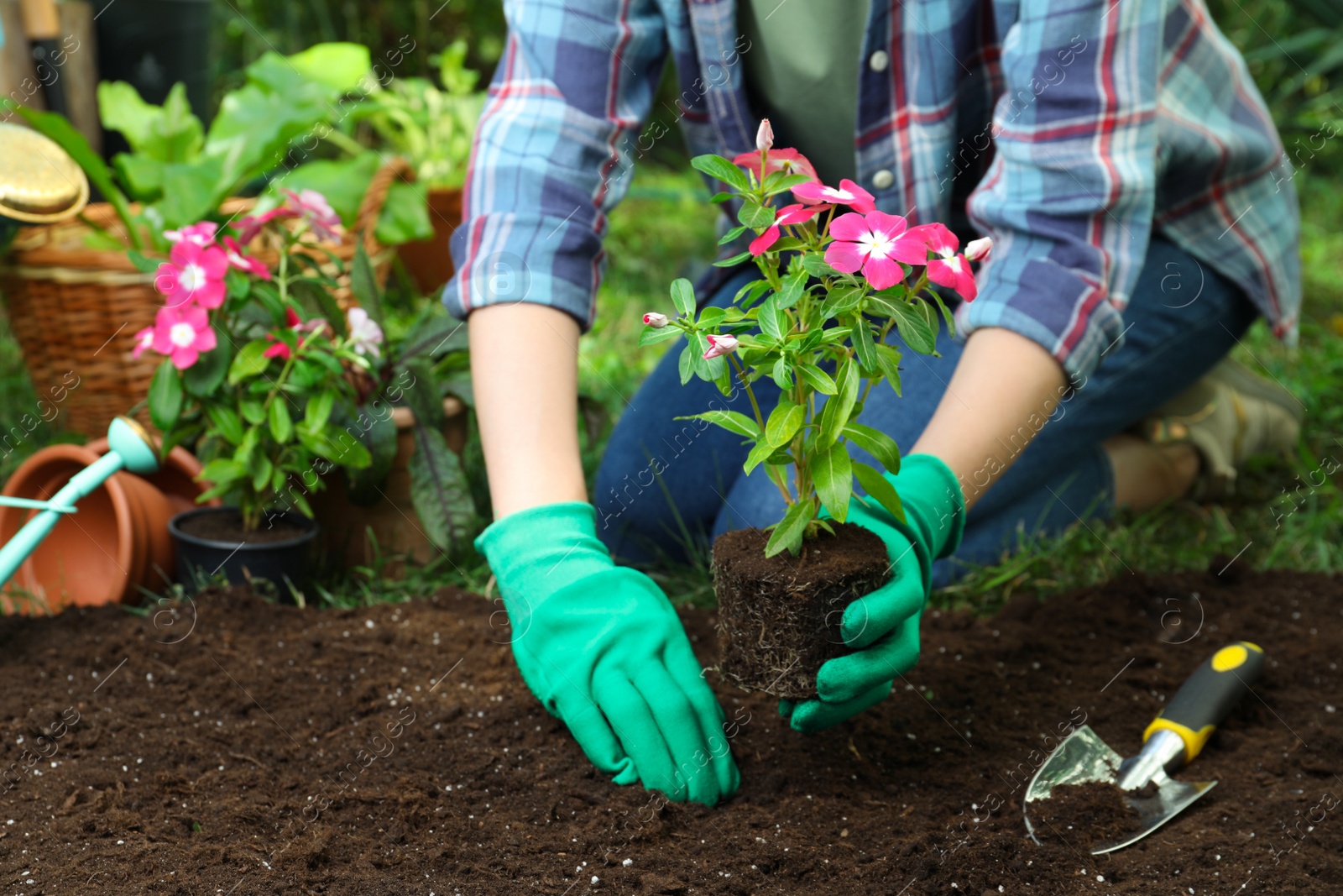 Photo of Woman transplanting beautiful pink vinca flower into soil in garden, closeup