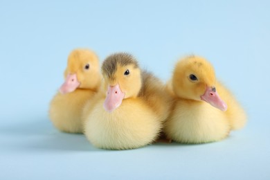 Photo of Baby animals. Cute fluffy ducklings sitting on light blue background, selective focus