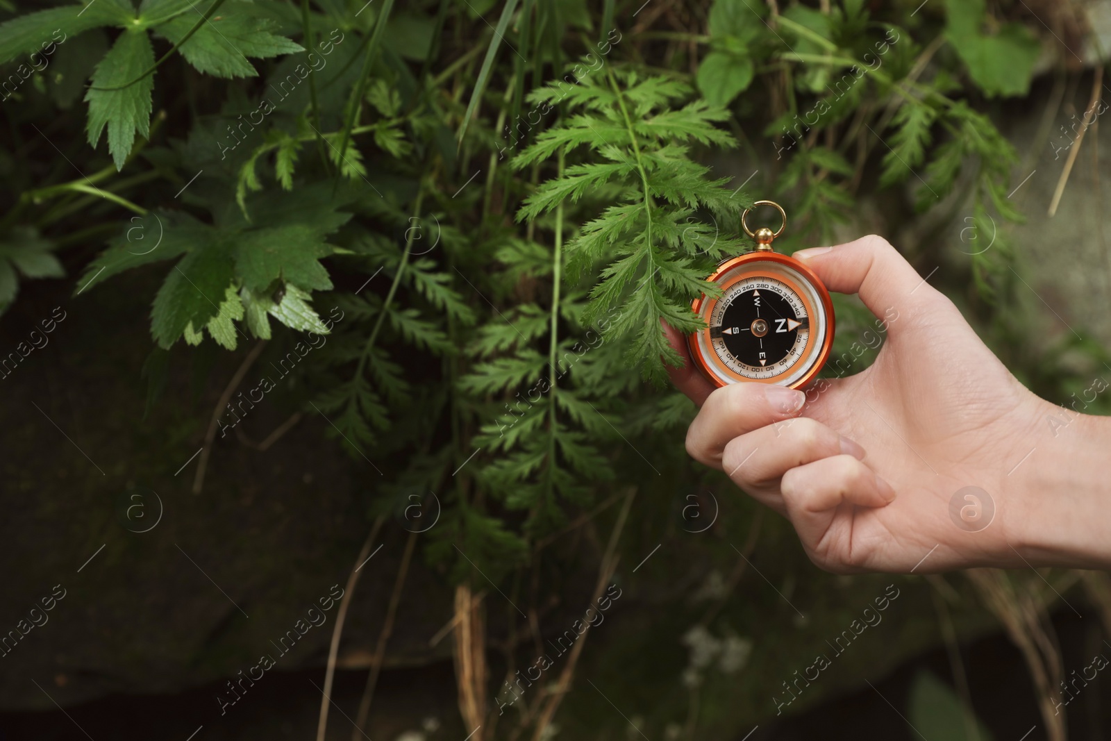 Photo of Traveler searching direction with compass in wilderness, closeup. Space for text