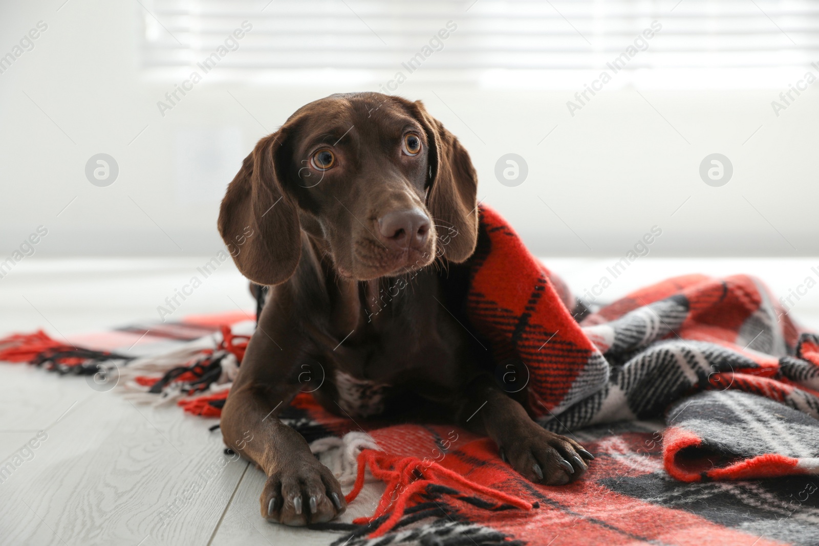 Photo of Adorable dog under plaid on floor indoors