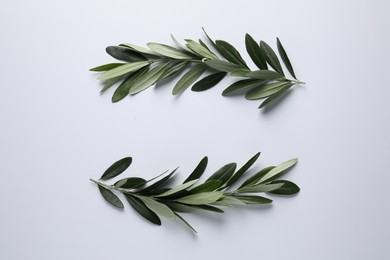 Photo of Olive twigs with fresh green leaves on white background, flat lay