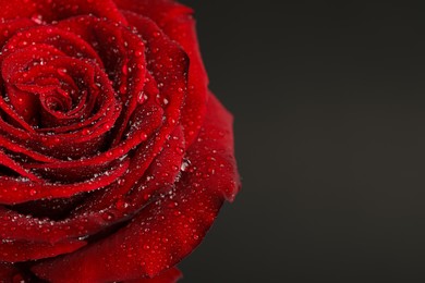 Photo of Beautiful red rose flower with water drops on black background, closeup. Space for text