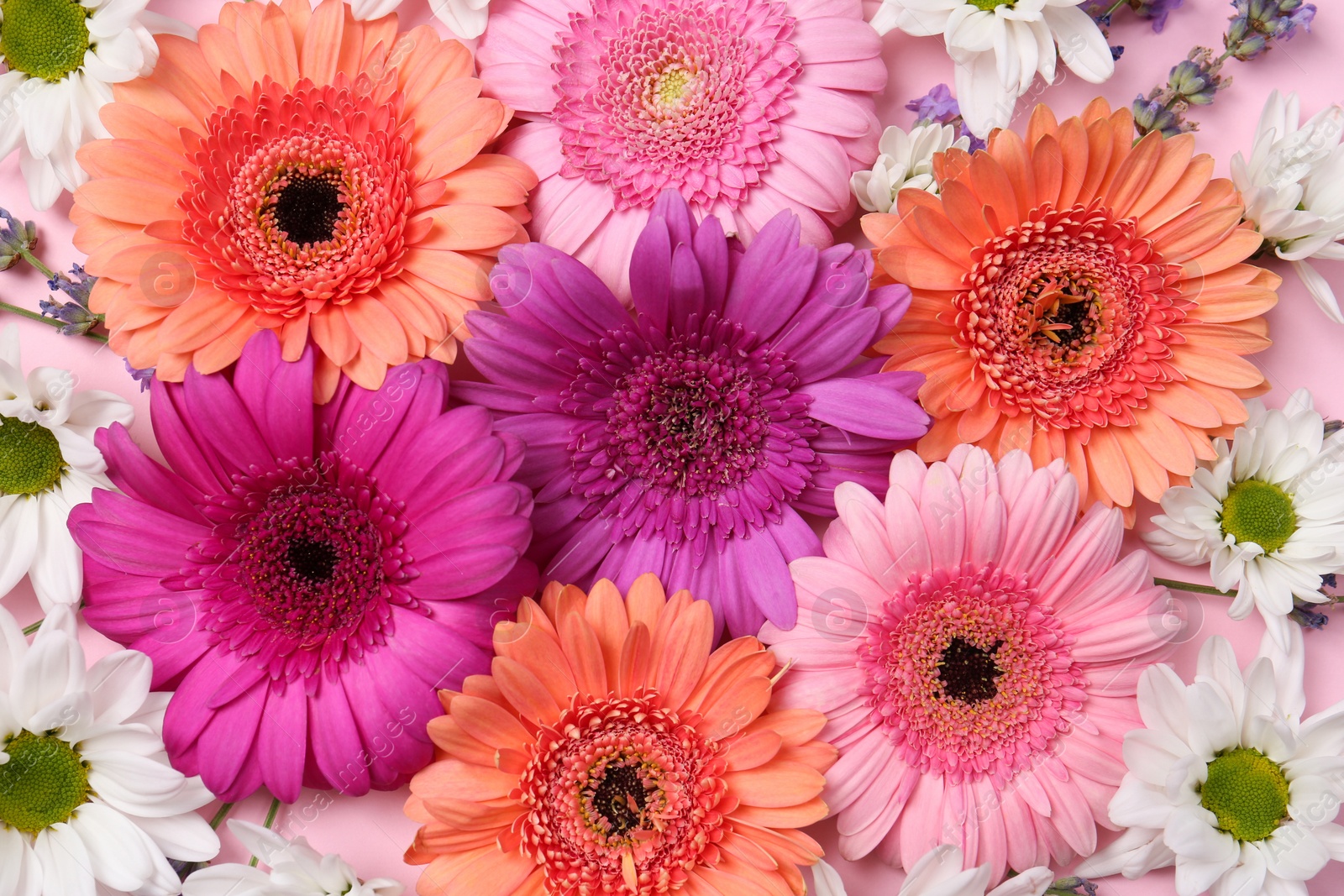 Photo of Different beautiful flowers as background, top view