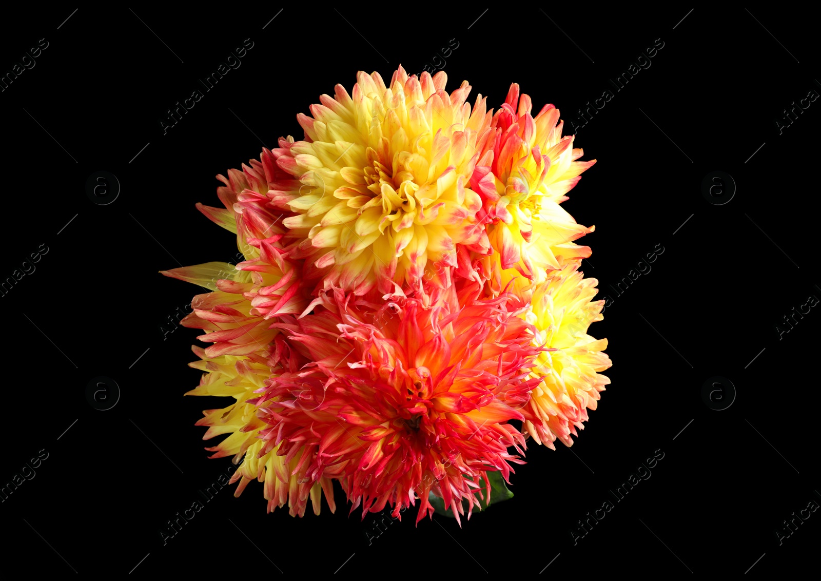 Photo of Beautiful blooming dahlia flowers on black background