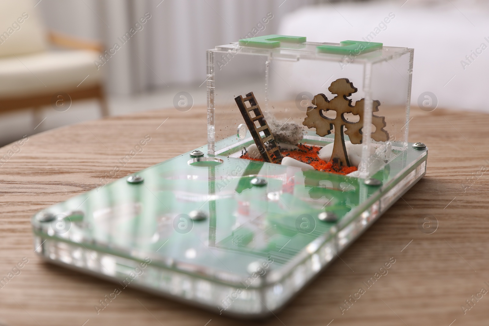 Photo of Ant farm (formicarium) on wooden table. Myrmecology