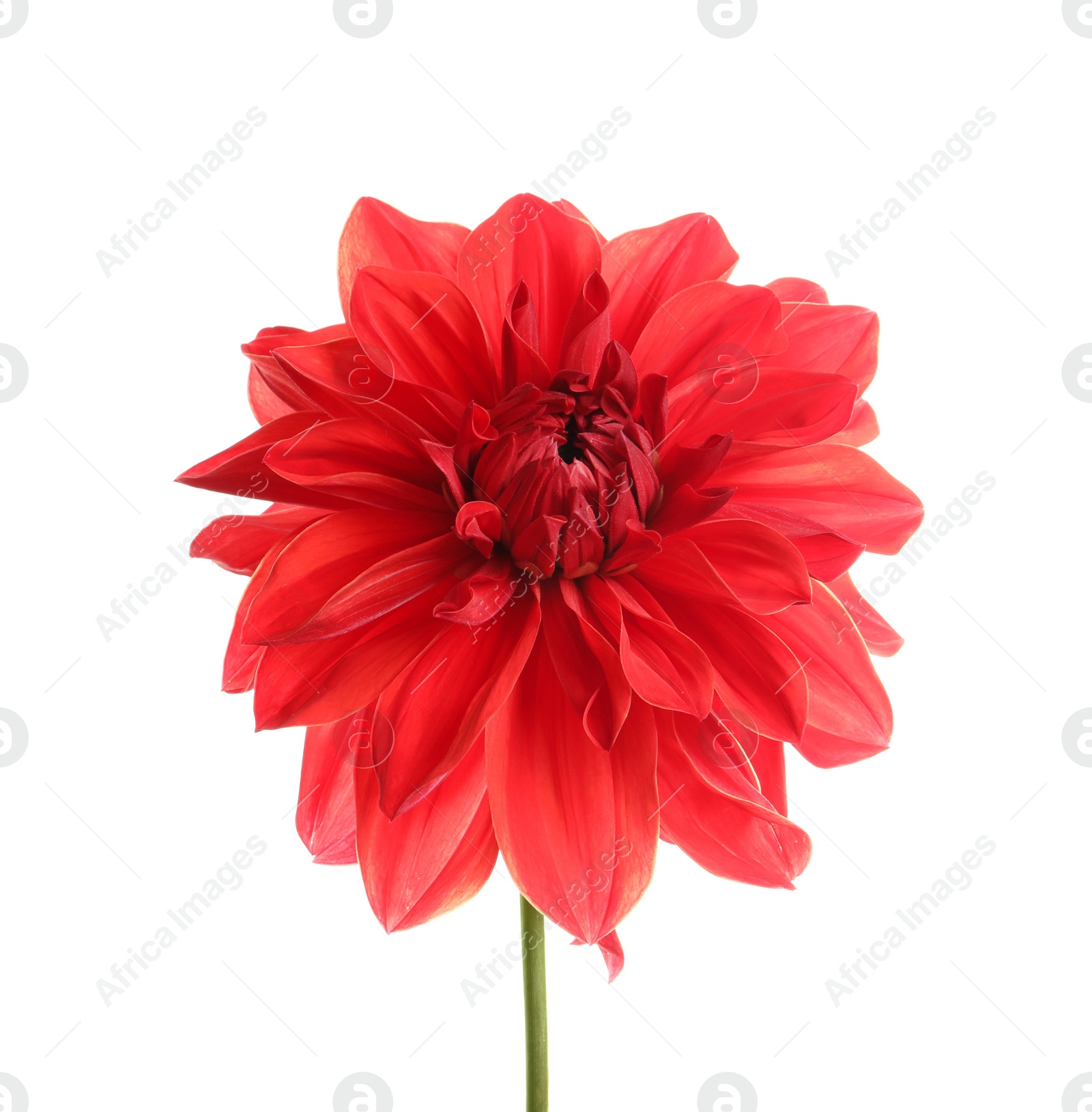 Photo of Beautiful red dahlia flower on white background