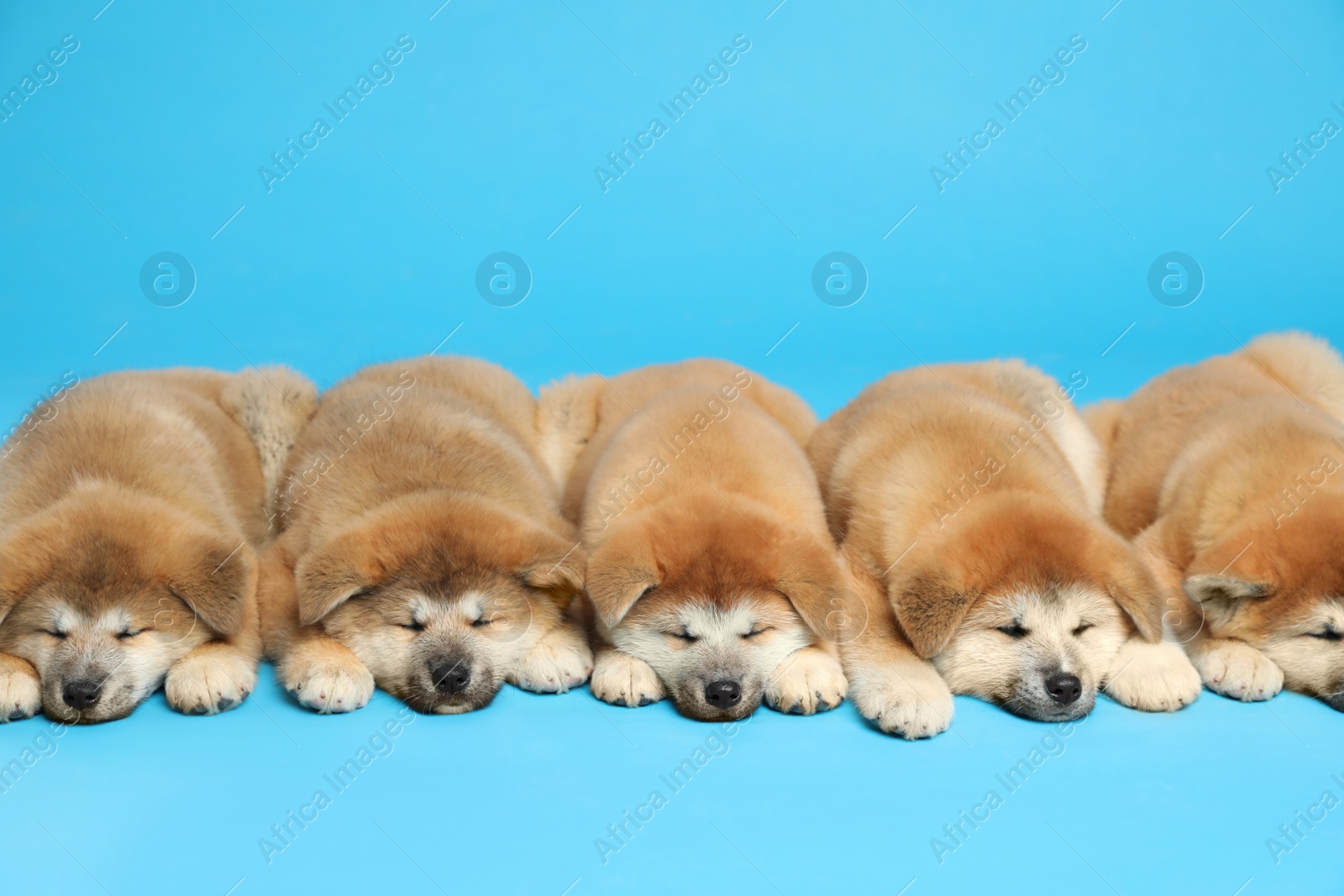 Photo of Cute Akita Inu puppies on light blue background. Baby animals