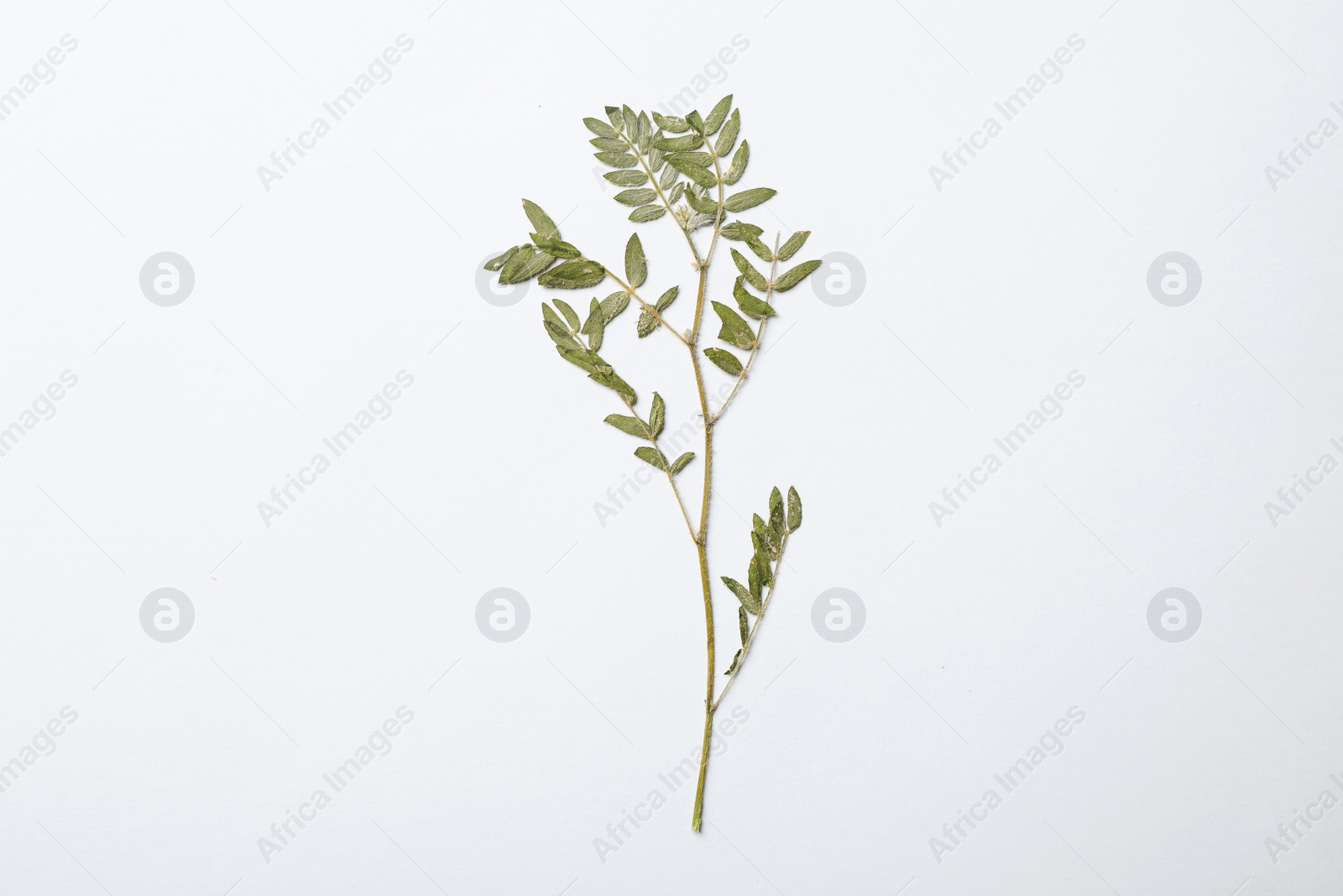 Photo of Wild dried meadow plant on white background, top view