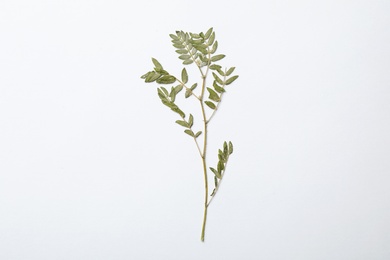 Photo of Wild dried meadow plant on white background, top view
