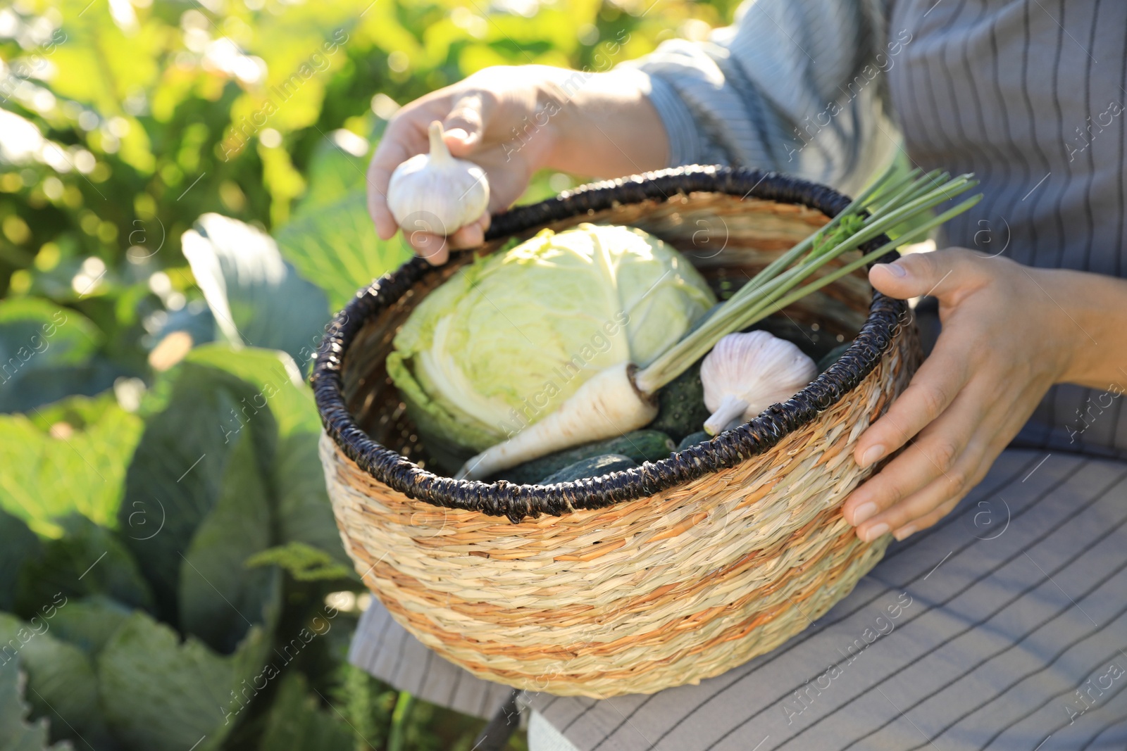 Photo of Woman harvesting different fresh ripe vegetables on farm, closeup