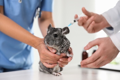 Photo of Professional veterinarians vaccinating chinchilla in clinic, closeup