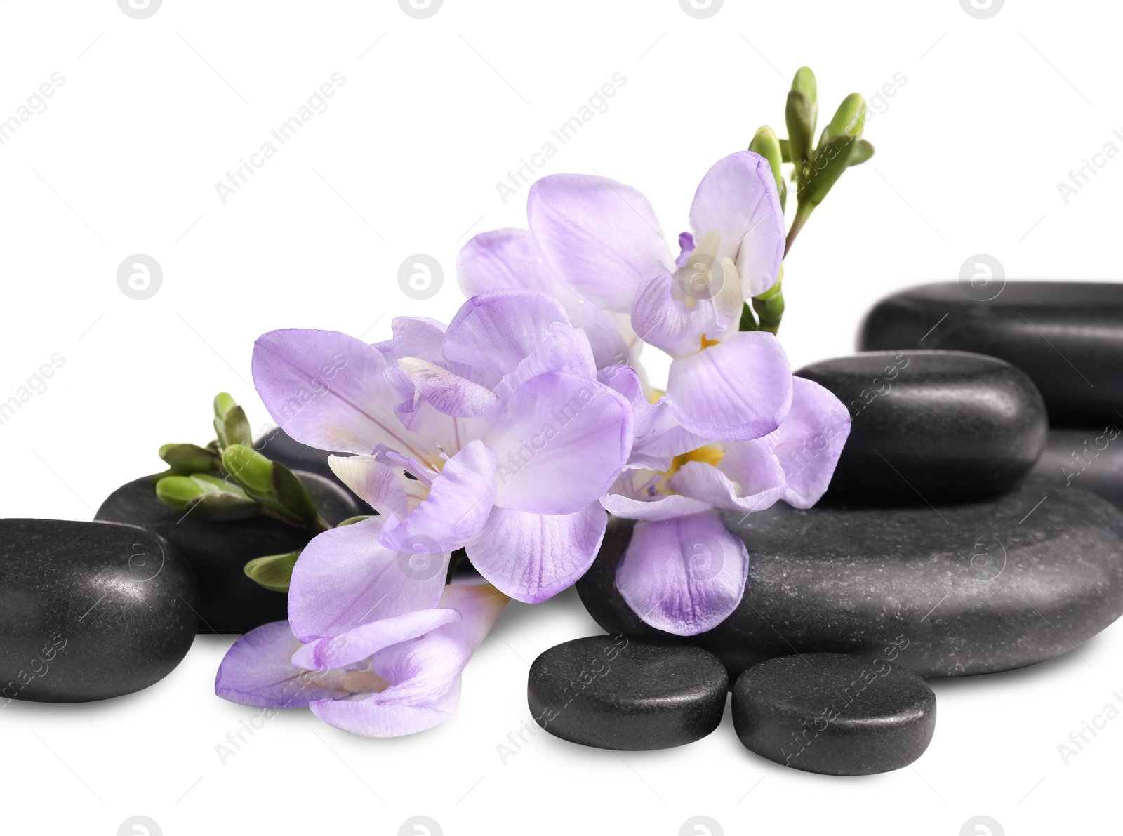 Photo of Beautiful violet freesia flowers and stones isolated on white