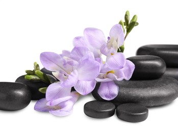 Beautiful violet freesia flowers and stones isolated on white