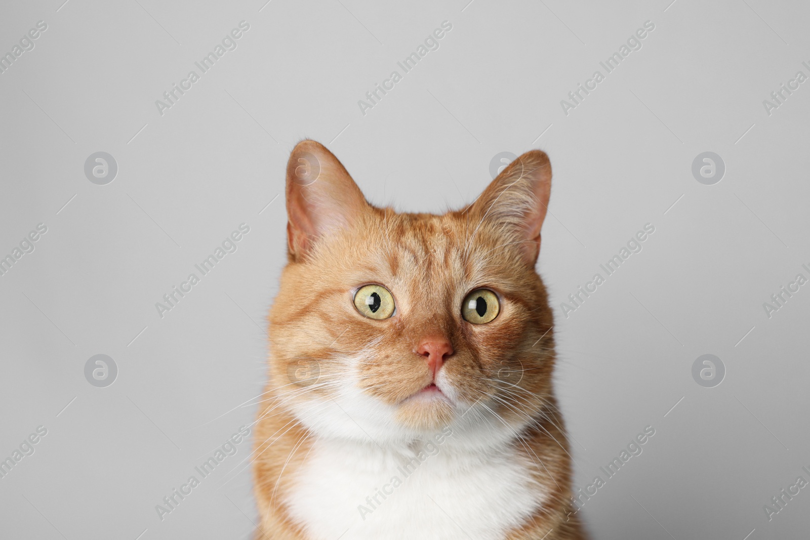 Photo of Cute ginger cat on light grey background. Adorable pet