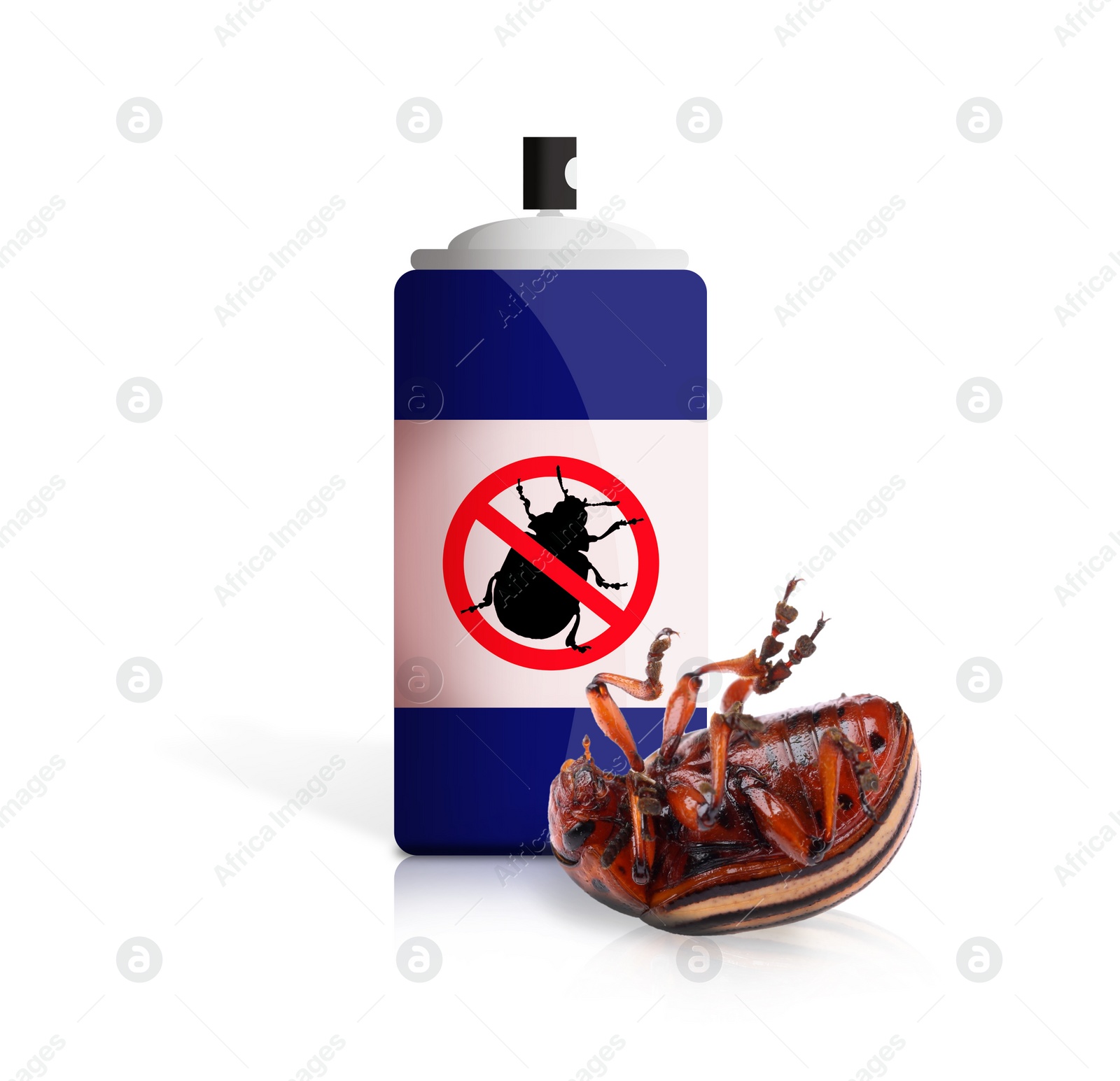 Image of Insecticide and dead Colorado potato beetle on white background