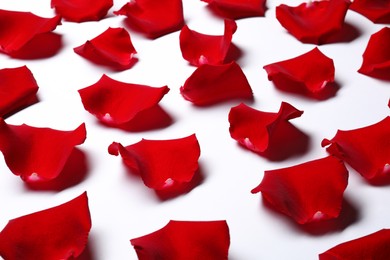 Photo of Beautiful red rose petals on white background, closeup