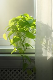 Beautiful green houseplant on window sill indoors