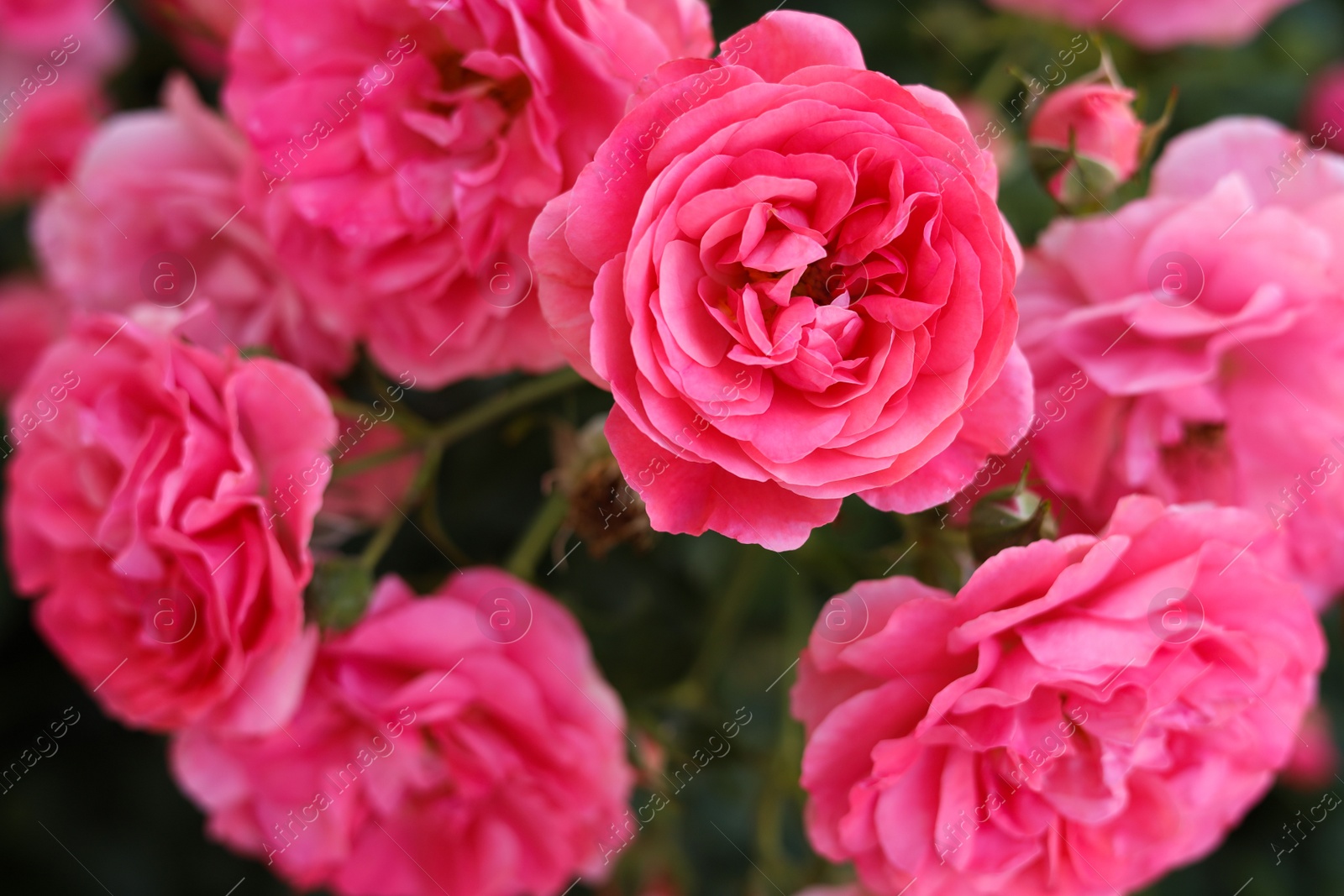 Photo of Closeup view of beautiful blooming rose bush