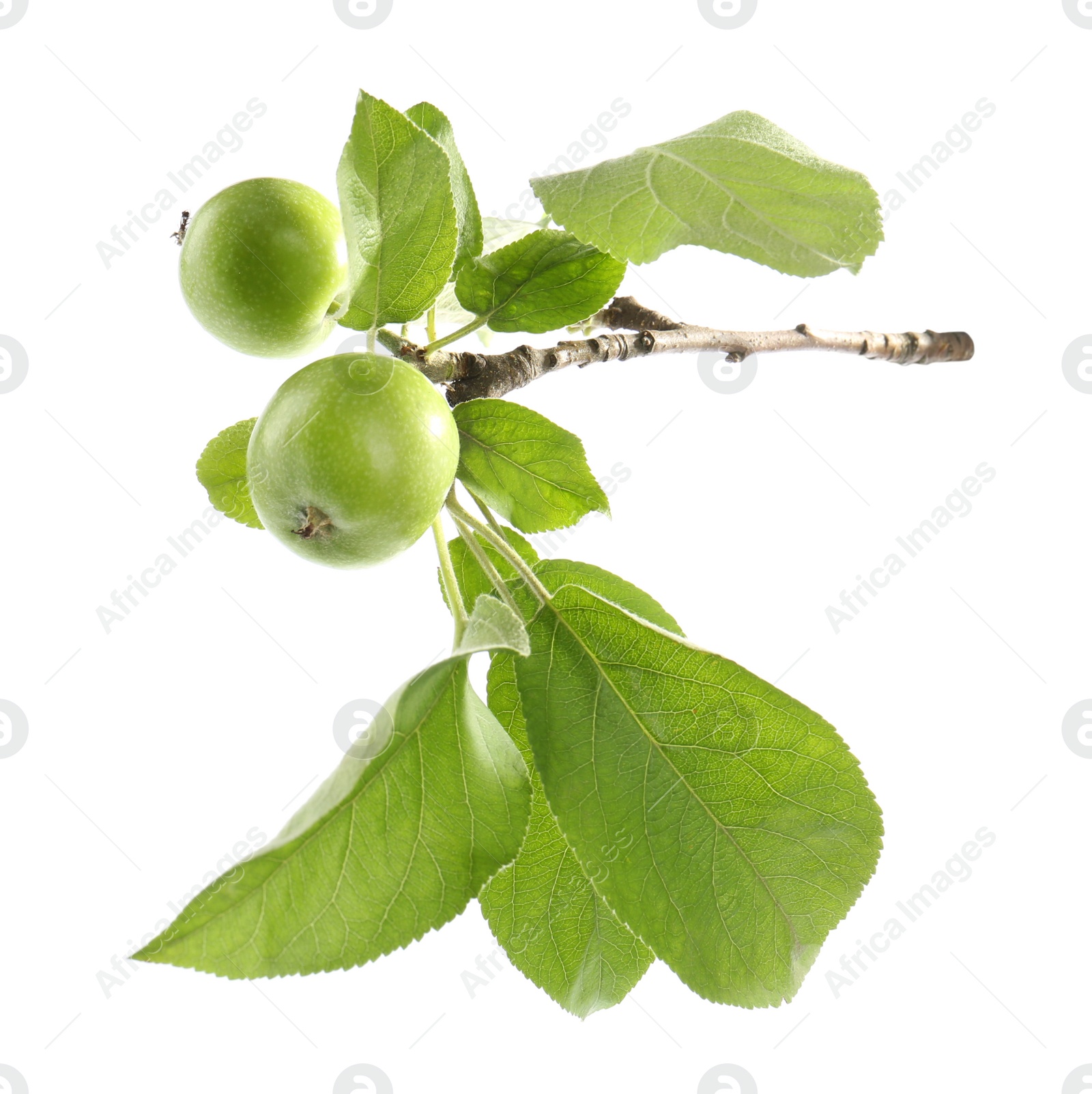 Photo of Tree branch with green apples isolated on white