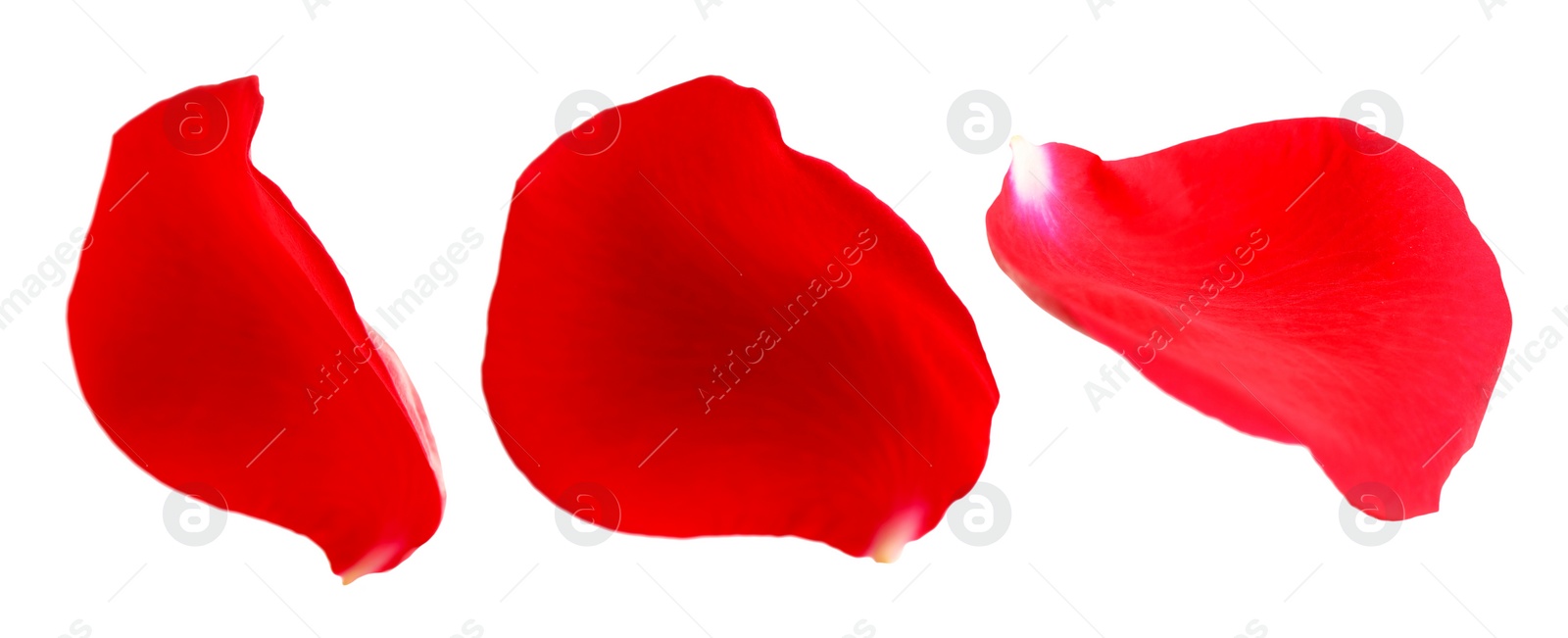 Image of Fresh red rose petals on white background