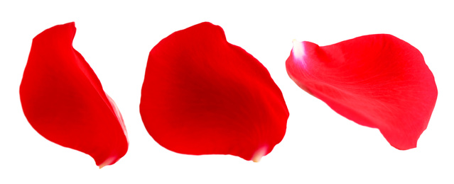 Image of Fresh red rose petals on white background