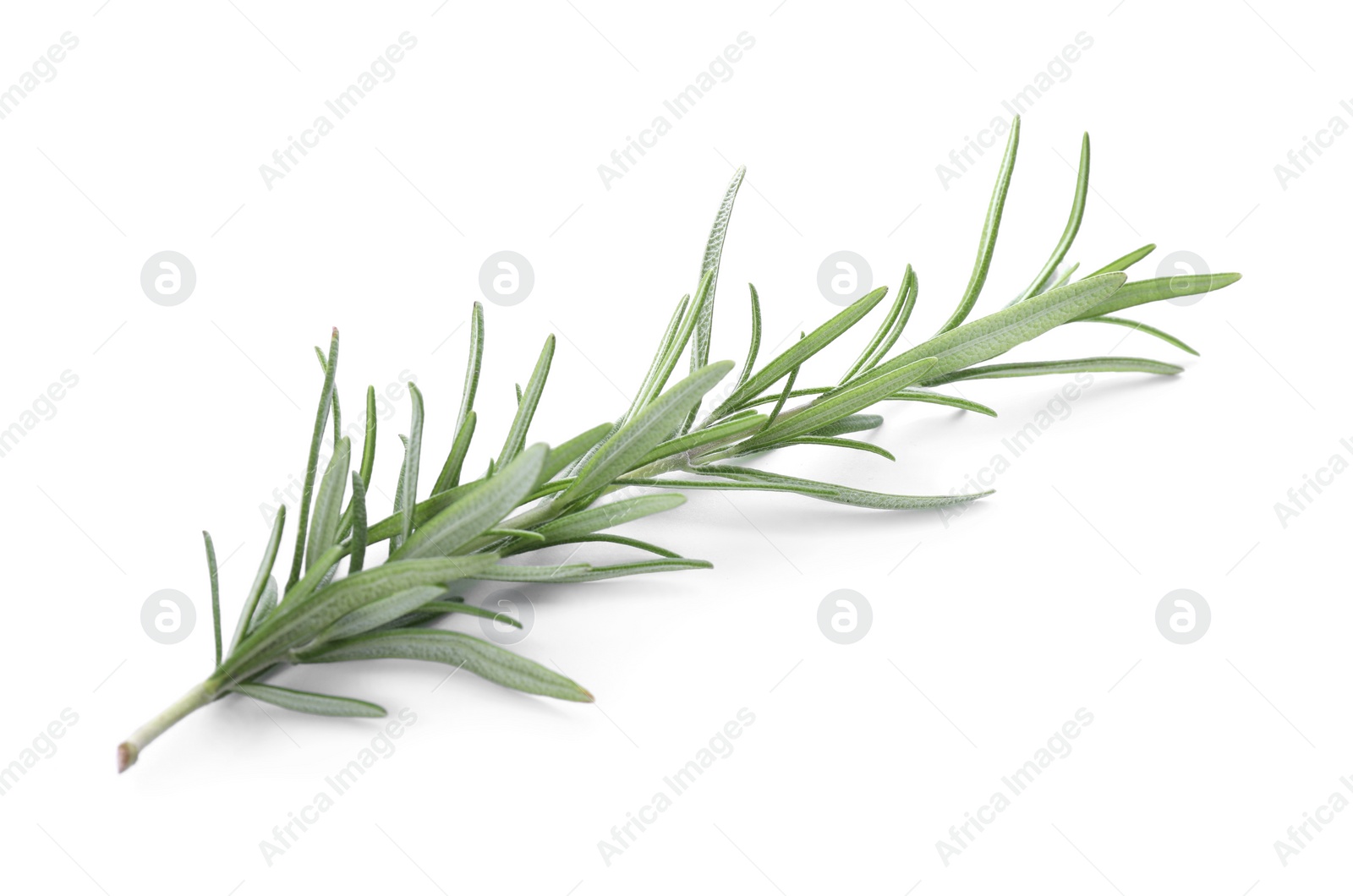 Photo of Fresh green rosemary isolated on white. Aromatic herb