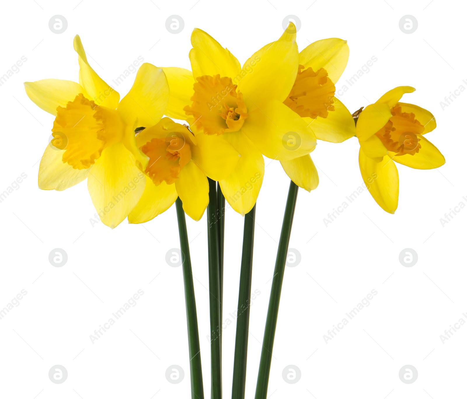 Photo of Beautiful blooming yellow daffodils on white background