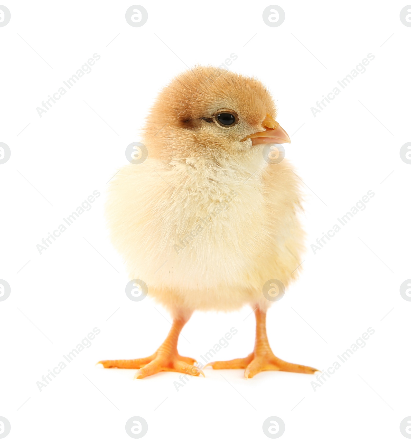 Photo of One cute chick isolated on white. Baby animal