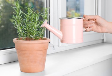 Photo of Woman watering beautiful green potted rosemary on windowsill indoors, closeup