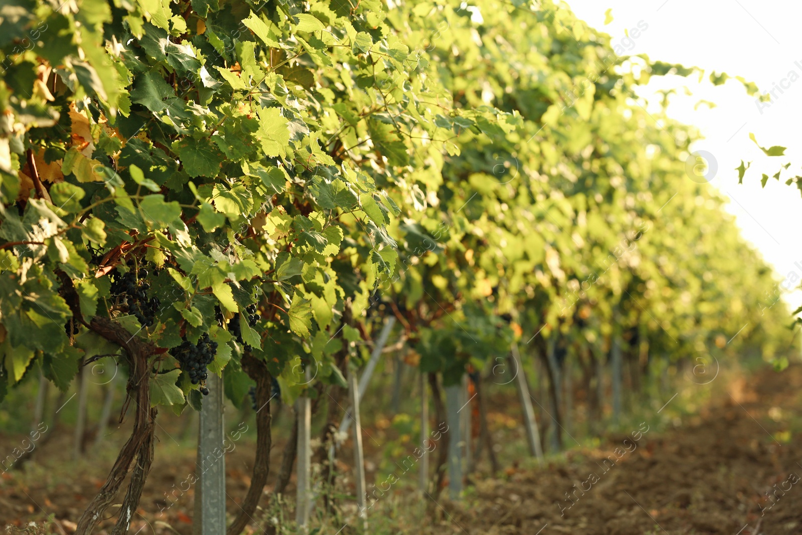 Photo of View of vineyard rows with fresh ripe juicy grapes on sunny day