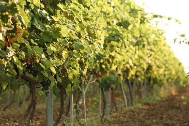 View of vineyard rows with fresh ripe juicy grapes on sunny day