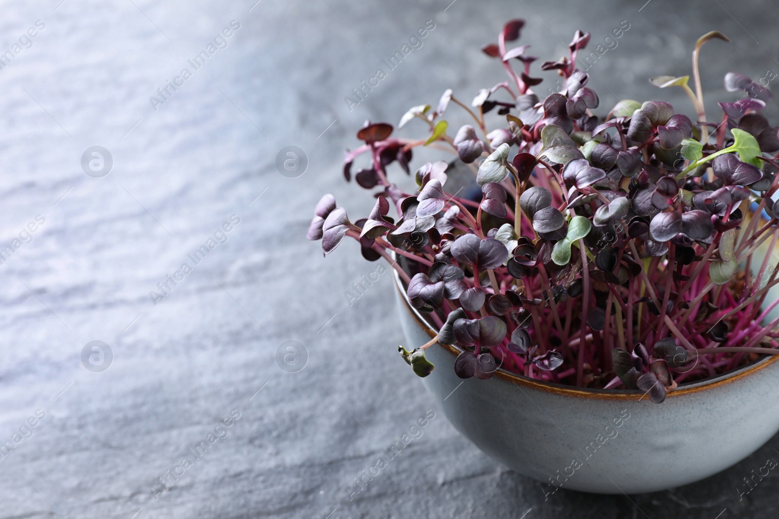 Photo of Fresh organic microgreen on grey table. Space for text