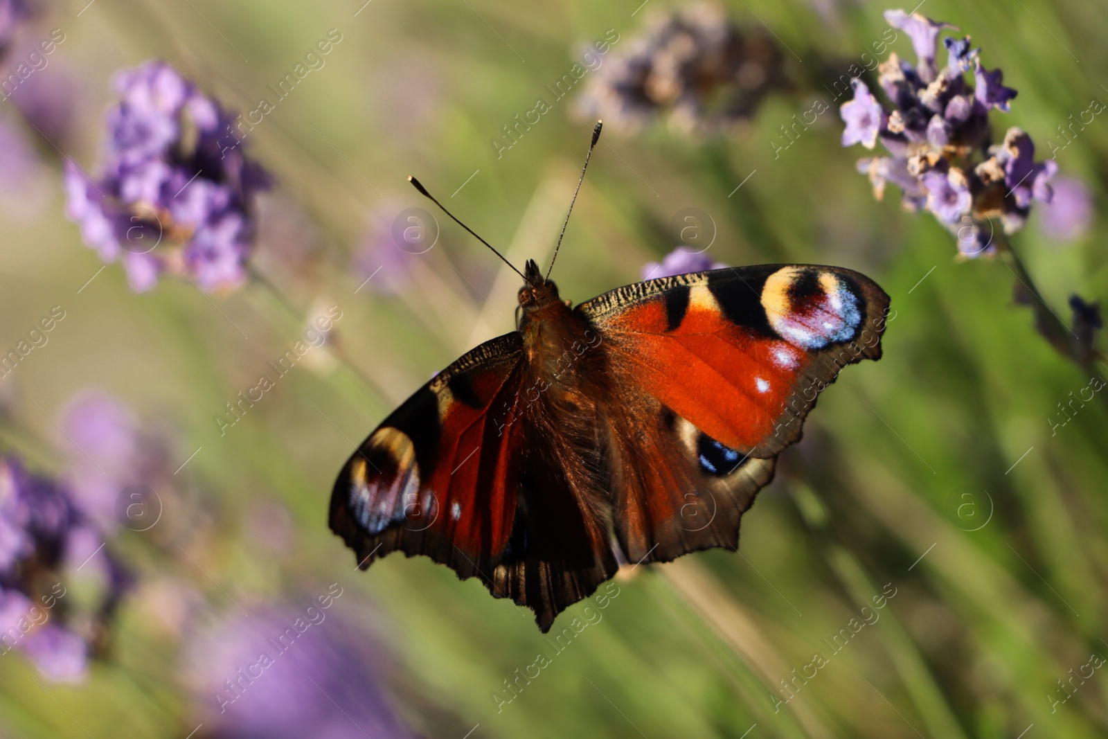 Photo of Beautiful butterfly in lavender field on summer day, closeup