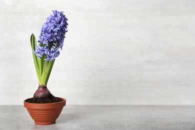 Beautiful hyacinth in flowerpot on light grey stone table. Space for text