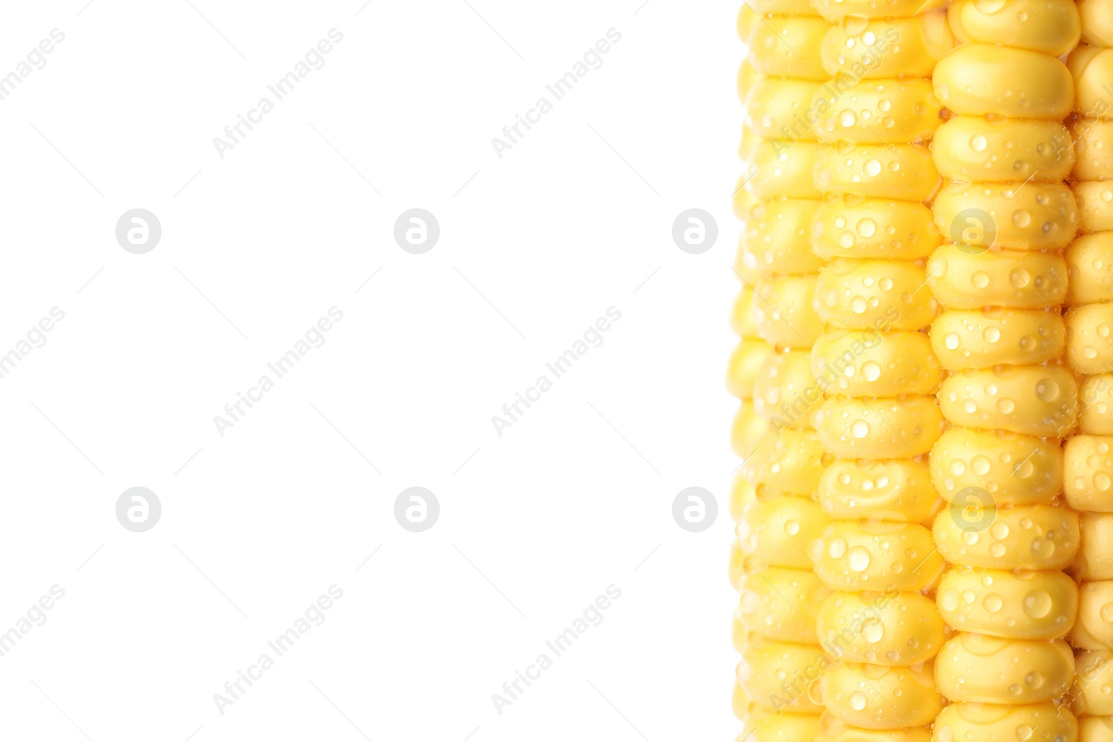 Photo of Ripe raw corn cob with water drops on white background, closeup