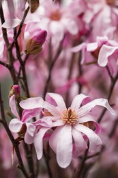 Closeup view of beautiful blooming magnolia tree outdoors