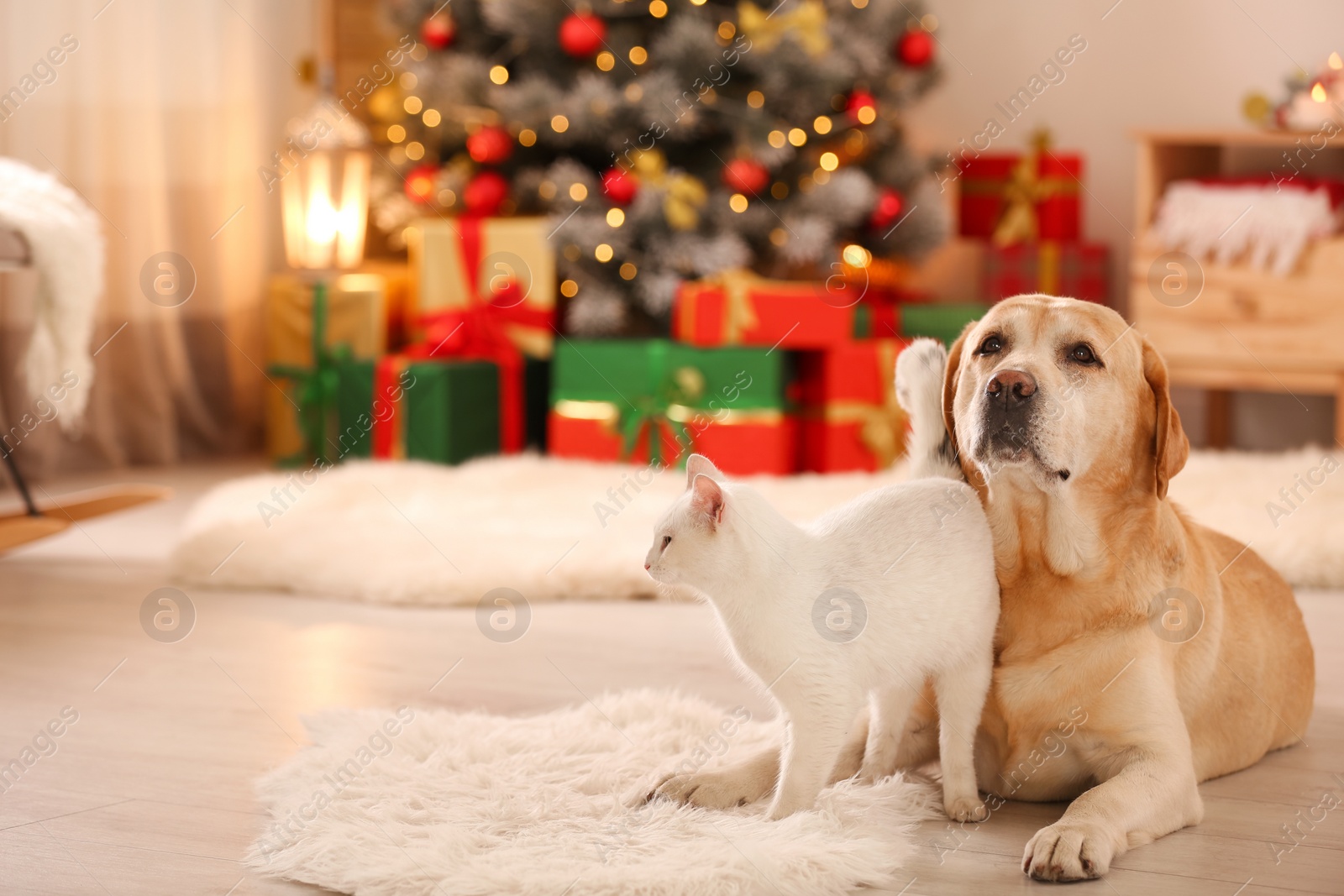 Photo of Adorable dog and cat together at room decorated for Christmas. Cute pets