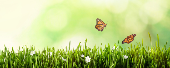 Image of Monarch butterflies flying above green grass. Banner design