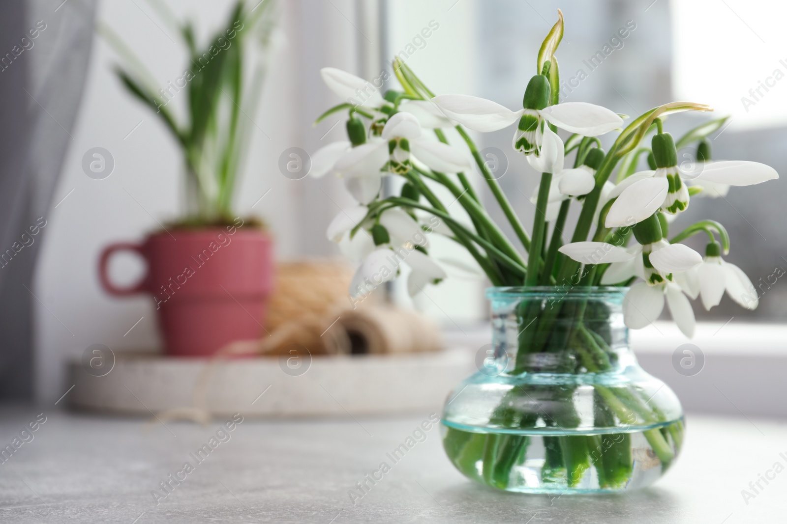 Photo of Beautiful snowdrops in vase on light grey table near window. Space for text