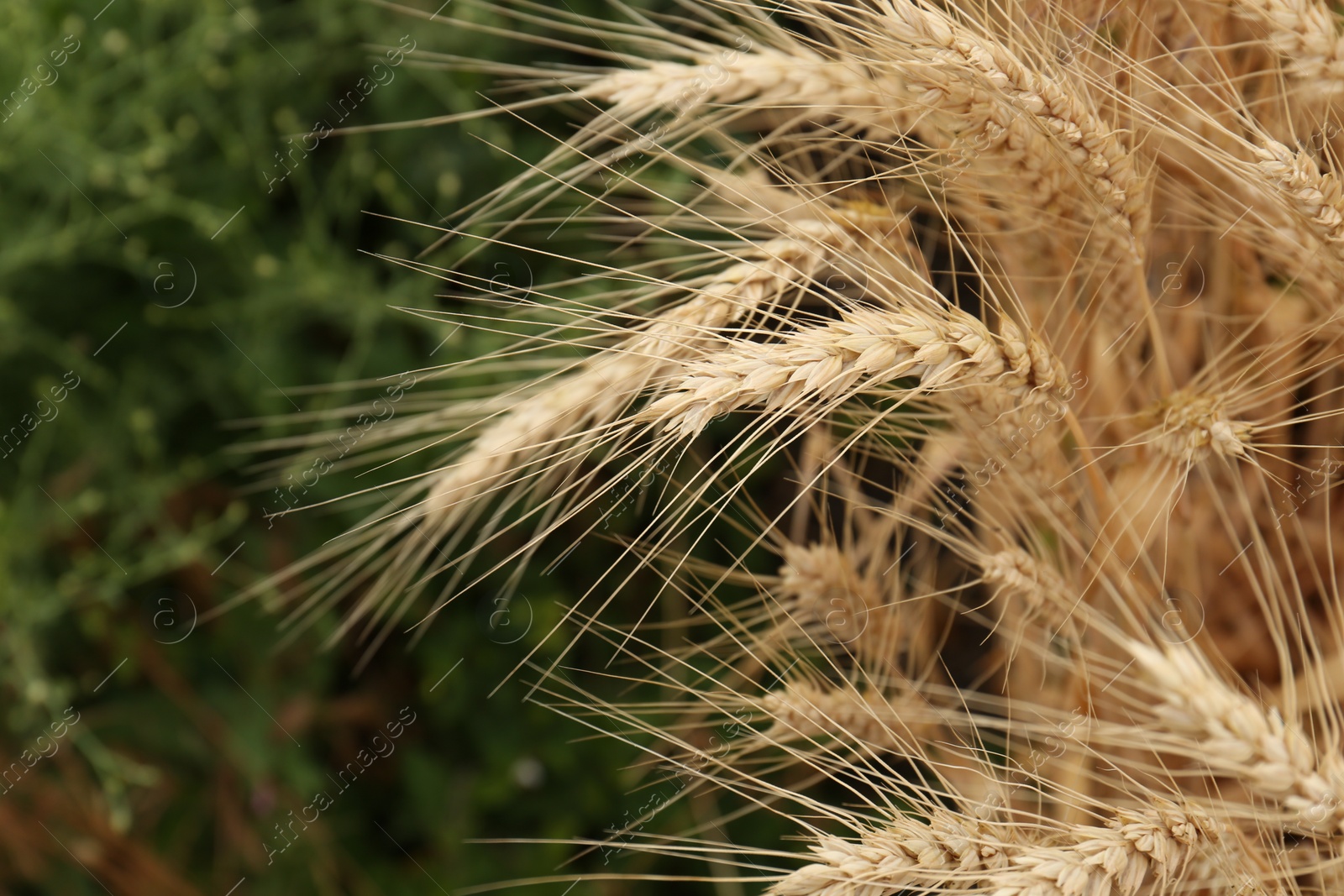 Photo of Beautiful ripe wheat spikes growing outdoors, closeup