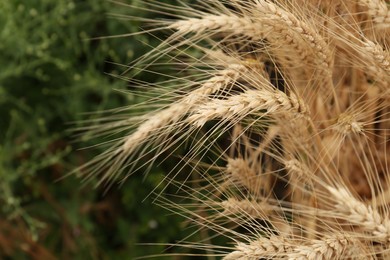 Photo of Beautiful ripe wheat spikes growing outdoors, closeup