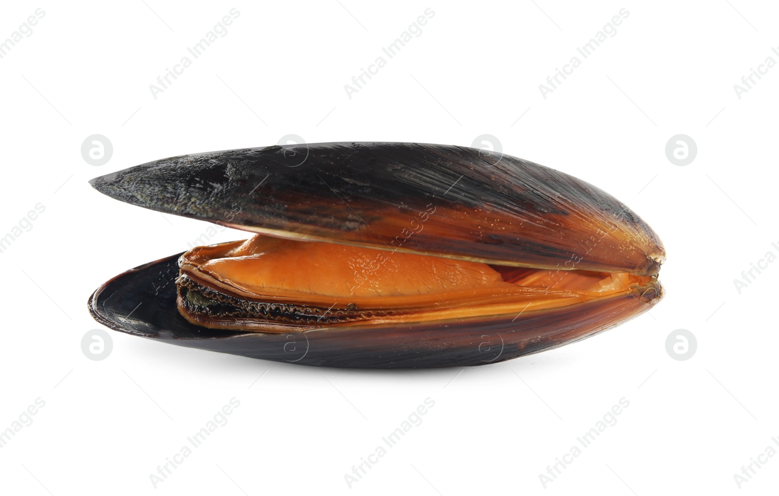 Photo of One fresh open mussel isolated on white