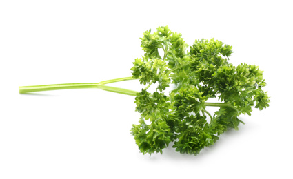 Fresh green curly parsley on white background