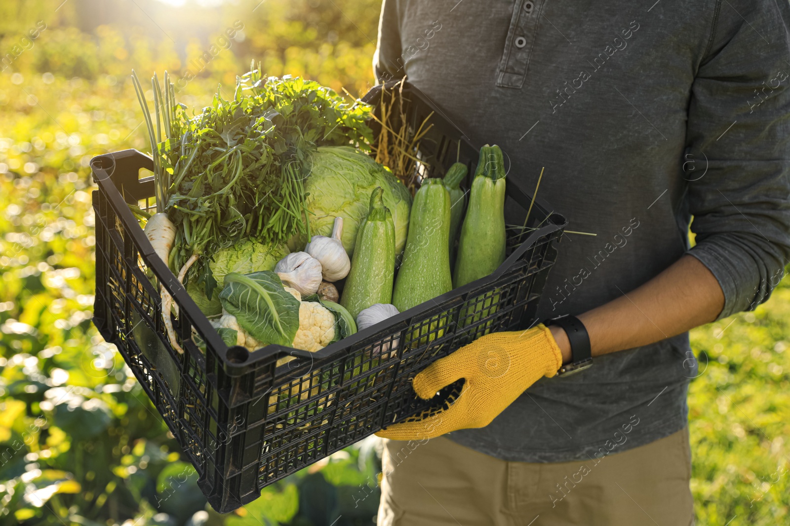 Photo of Man with crate of different fresh ripe vegetables on farm, closeup